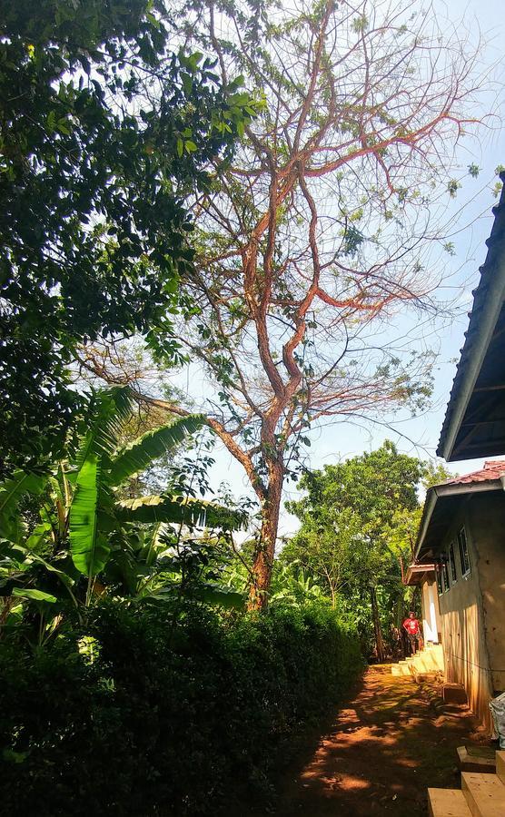 Acacia Tree Apartments Marangu Eksteriør bilde