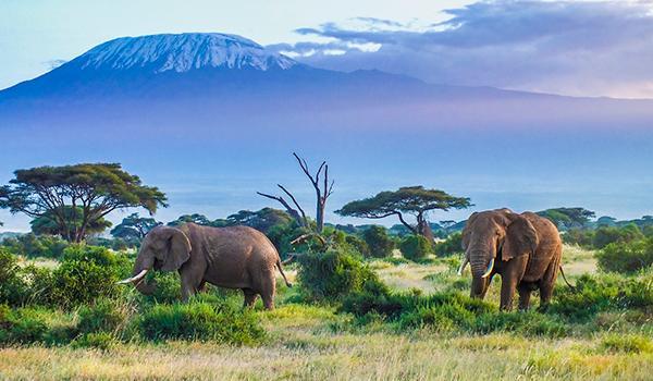 Acacia Tree Apartments Marangu Eksteriør bilde